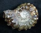 Polished Douvilleiceras Ammonite - Inches #3655-1